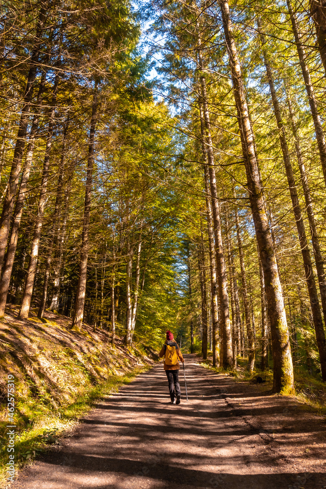 Obraz premium Irati forest or jungle in autumn, a young woman on the trail of the Irati houses. Ochagavia, northern Navarra in Spain
