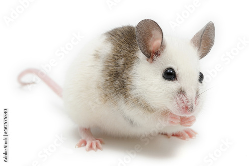 Souris géante d'Afrique Mastomys sur fond blanc