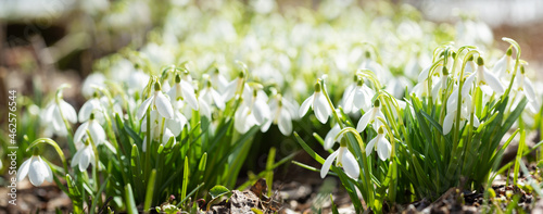 First spring flowers. Snowdrop flowers blooming in a garden