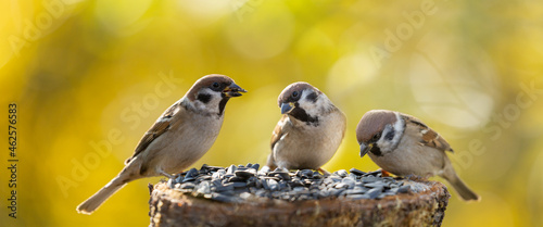 Group of sparrows sitting on bird feeder