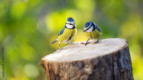 Two little songbirds sitting on the tree stump on green background. The blue tit ( Parus caeruleus )