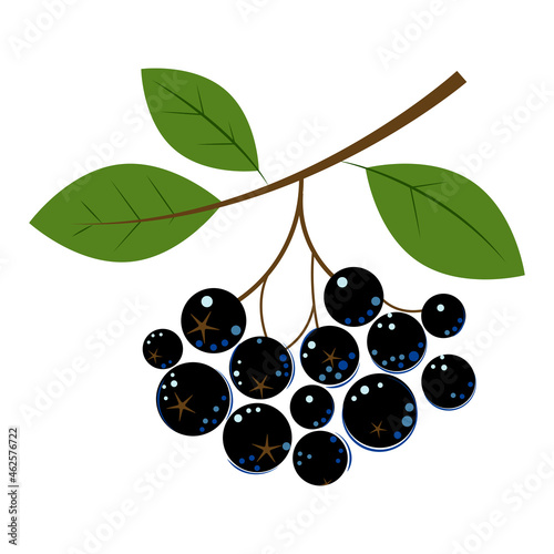 Chokeberry. Ripe juicy Berries with Green Leaves. Chokeberry for jam and dessert. Flat style. Vector Illustration.