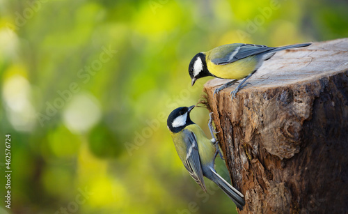 Two little songbirds sitting on the tree stump on green background. Great Tit (Parus major)
