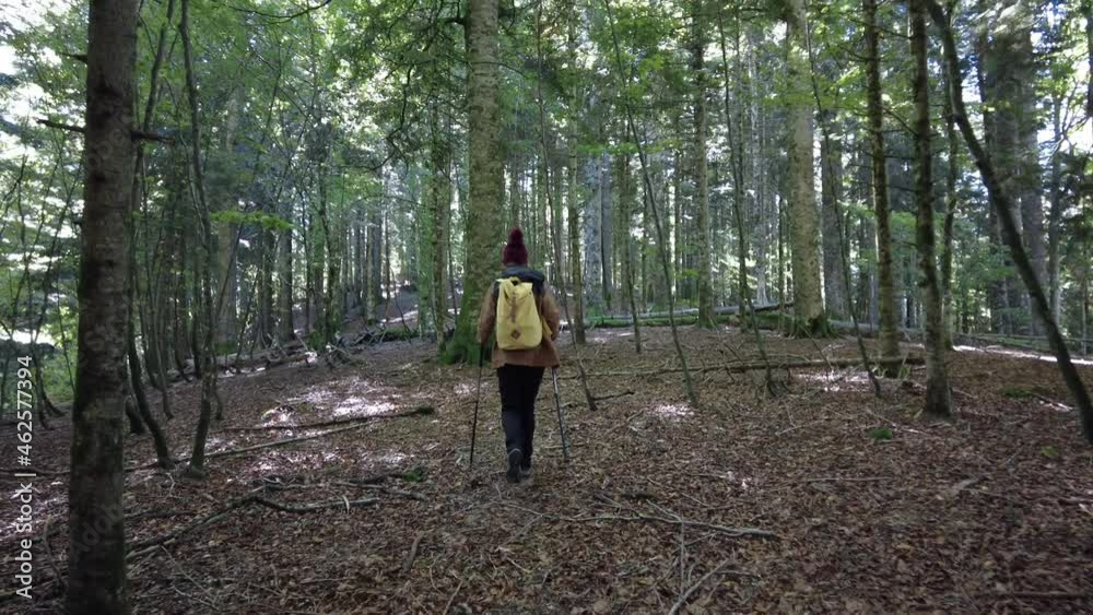 Irati forest or jungle in autumn, a young woman doing a beautiful trekking among trees. Ochagavía, north of Navarra in Spain, 4k video Irati forest or jungle in autumn, a young woman doing a beautiful trekking among trees. Ochagavía, north of Navarra in Spain, 4k video