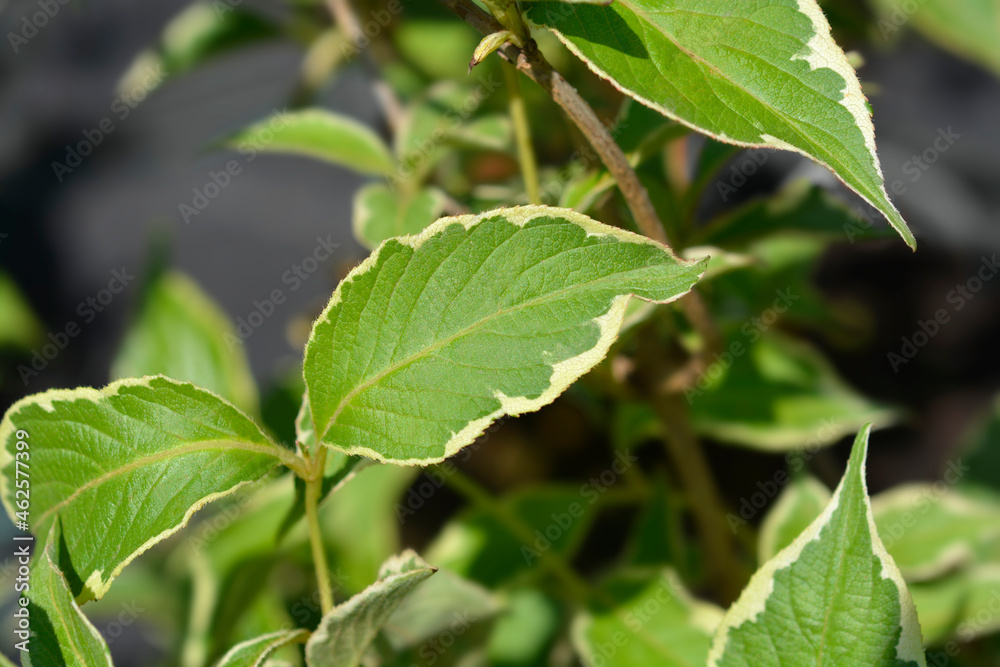 Variegated Weigela Variegated Weigela