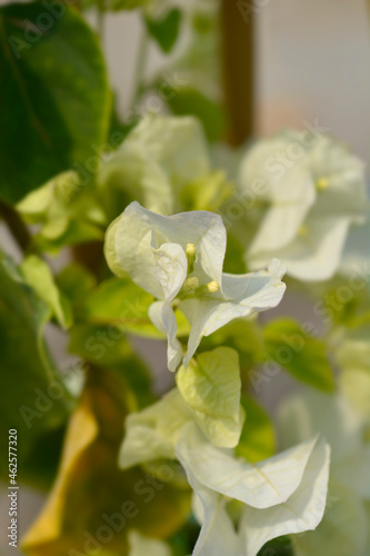 Bougainvillea Sanderiana photo