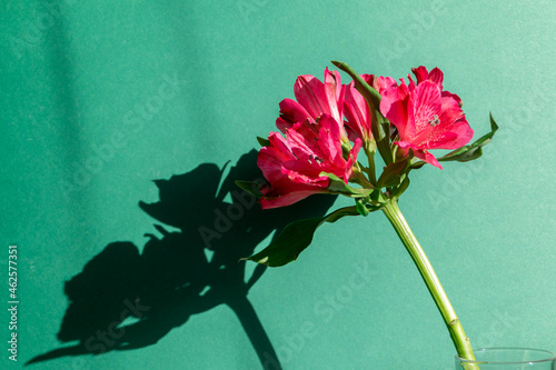 Fototapeta Naklejka Na Ścianę i Meble -  magenta flowers against green background with deep shadows