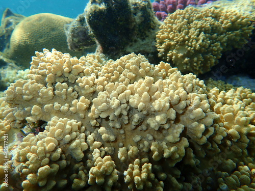 Finger-lobed soft coral (Sinularia leptoclados) undersea, Red Sea, Egypt, Sharm El Sheikh, Nabq Bay photo