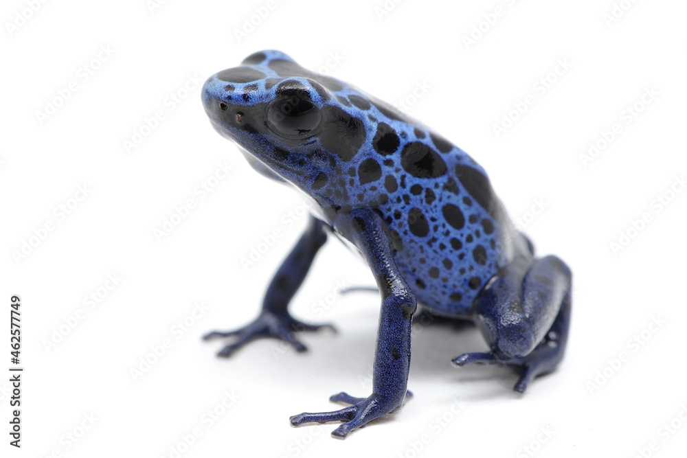 Obraz premium Dendrobates azureus, dendrobate bleue sur fond blanc