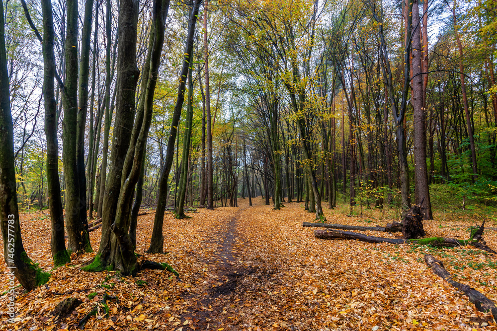 Fototapeta premium Rezerwat Las Zwierzyniecki w Białymstoku, Podlasie, Polska