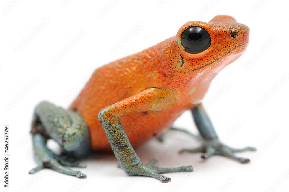 Obraz premium Oophaga pumilio, dendrobate fraise sur fond blanc