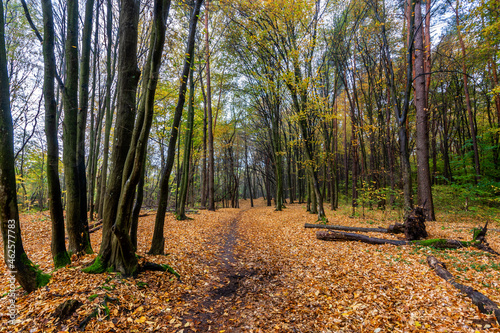 Fototapeta Naklejka Na Ścianę i Meble -  Rezerwat Las Zwierzyniecki w Białymstoku, Podlasie, Polska