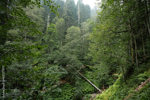 Fototapeta Deep green autumn overgrown forest for background