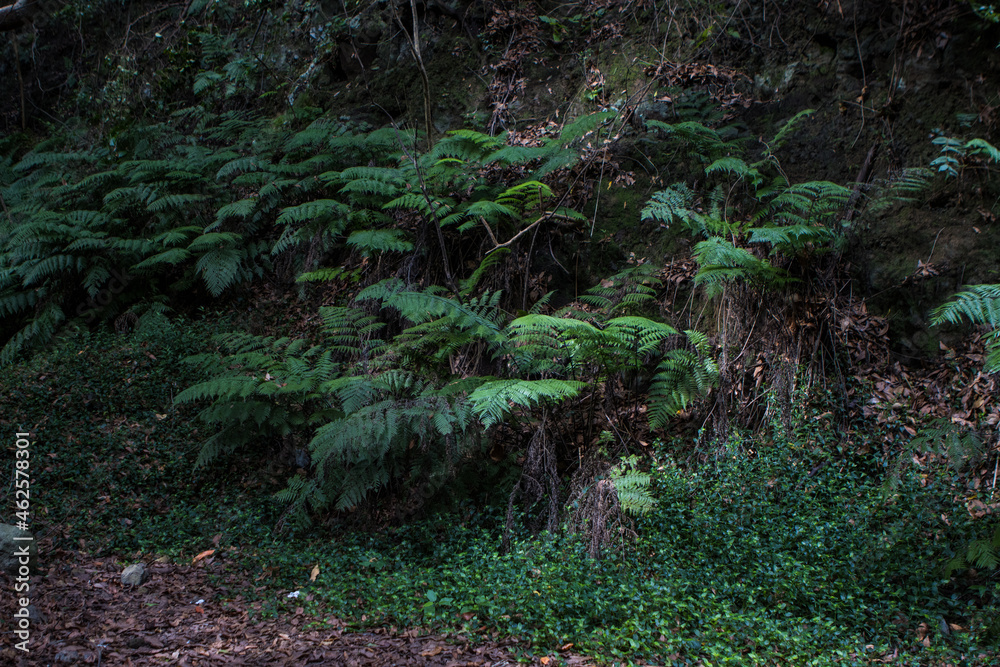 Fototapeta premium Green fern forest