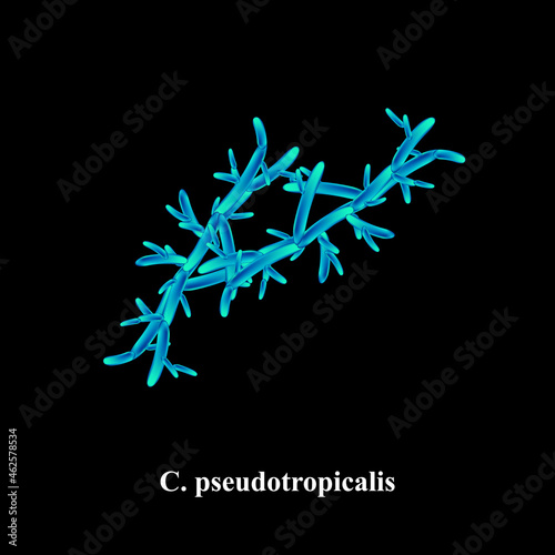 C. pseudotropicalis candida. Pathogenic yeast-like fungi of the Candida type morphological structure. Vector illustration