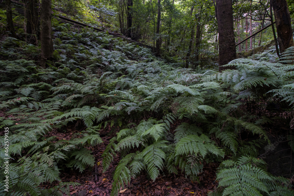 Green fern forest Green fern forest
