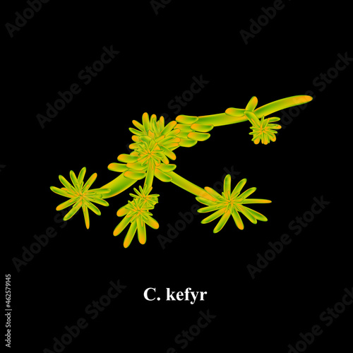 C. kefyr candida. Pathogenic yeast-like fungi of the Candida type morphological structure. Vector illustration