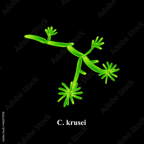 C. krusei candida. Pathogenic yeast-like fungi of the Candida type morphological structure. Vector illustration on isolated background