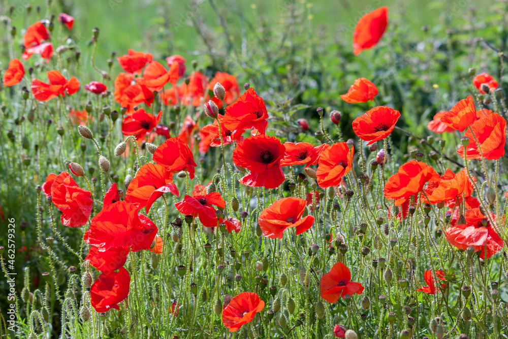 Fototapeta premium Field of Poppies in Sussex