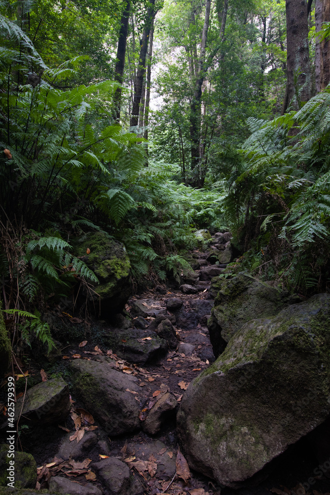 Green fern forest Green fern forest