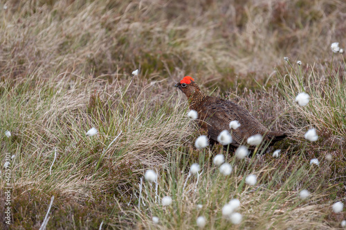 Male Red Grouse (Lagopus lagopus) walking through the cottongrass photo