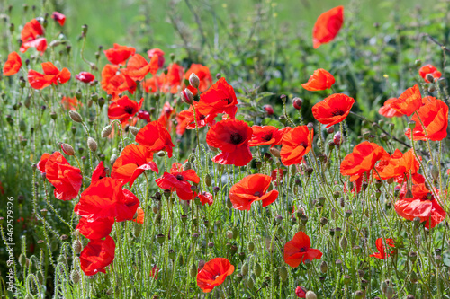 Field of Poppies in Sussex