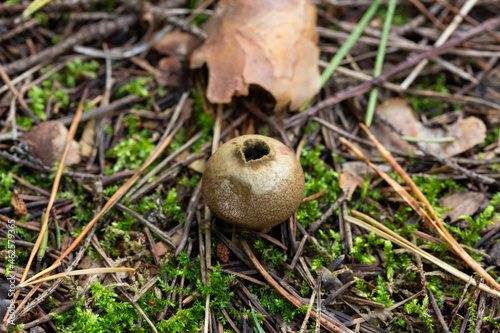 Apioperdon pyriforme commonly known as the pear-shaped puffball or stump puffball