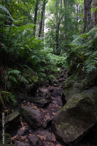 Green fern forest