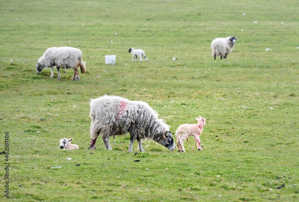 Fototapeta premium Licking the new born lambs
