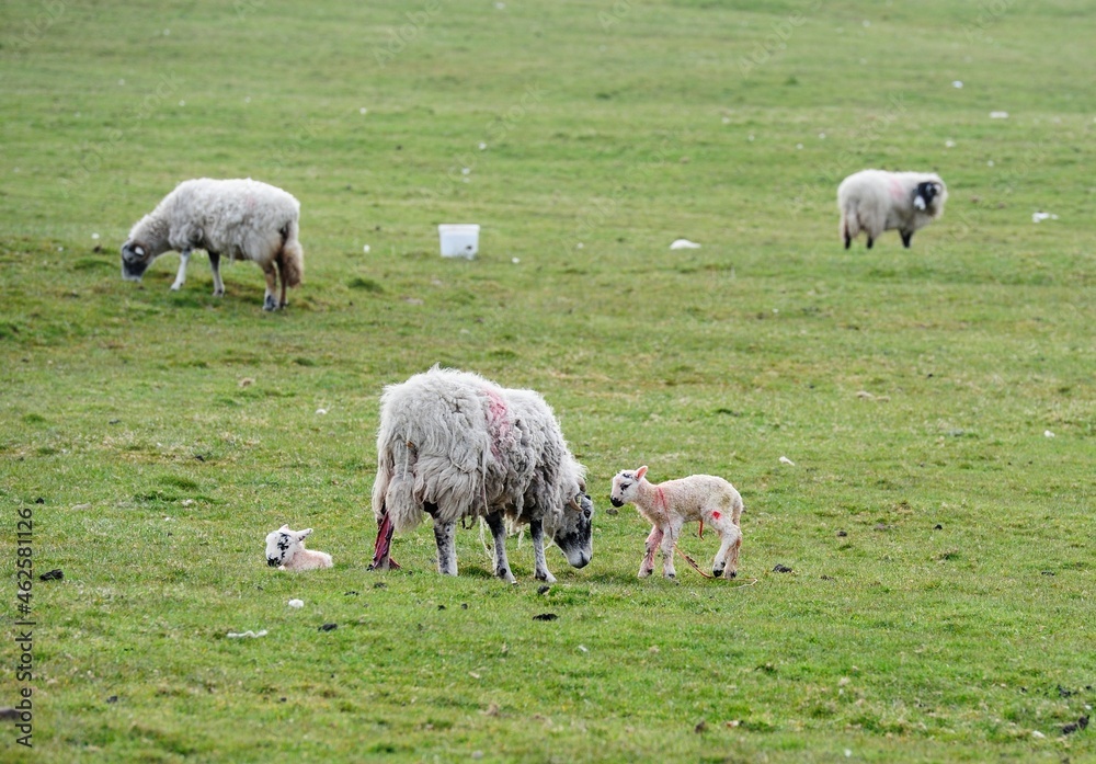Fototapeta premium Licking the new born lambs