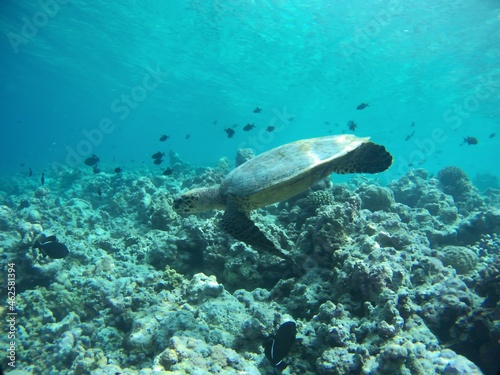 Fototapeta Naklejka Na Ścianę i Meble -  turtle swimming in the sea