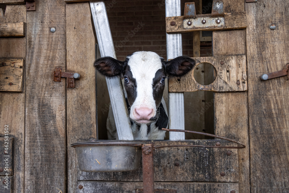 Cute calf looking through the bars of the stable, white blaze large eyes, drinking bucket