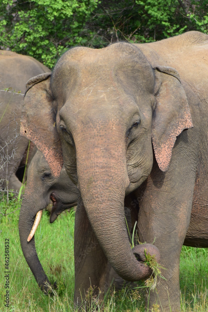 Fototapeta premium Beautiful Elephant