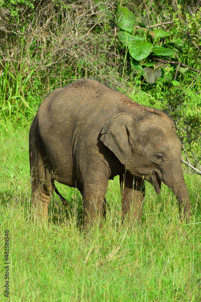 Elephant calf in the wild
