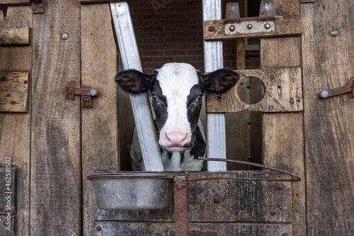 Obraz na płótnie Cute calf looking through the bars of the stable, white blaze large eyes, drinking bucket w salonie