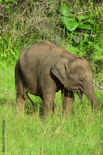 Elephant calf in the wild