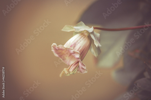 Autumn scenery: Fine art close-up of a rosy bell flower photo