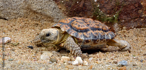 Speckled Cape Tortoise // Gesägte Flachschildkröte (Chersobius signatus / Homopus signatus)  photo