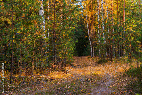 A country road lit by the evening sun in a birch-pine autumn forest.