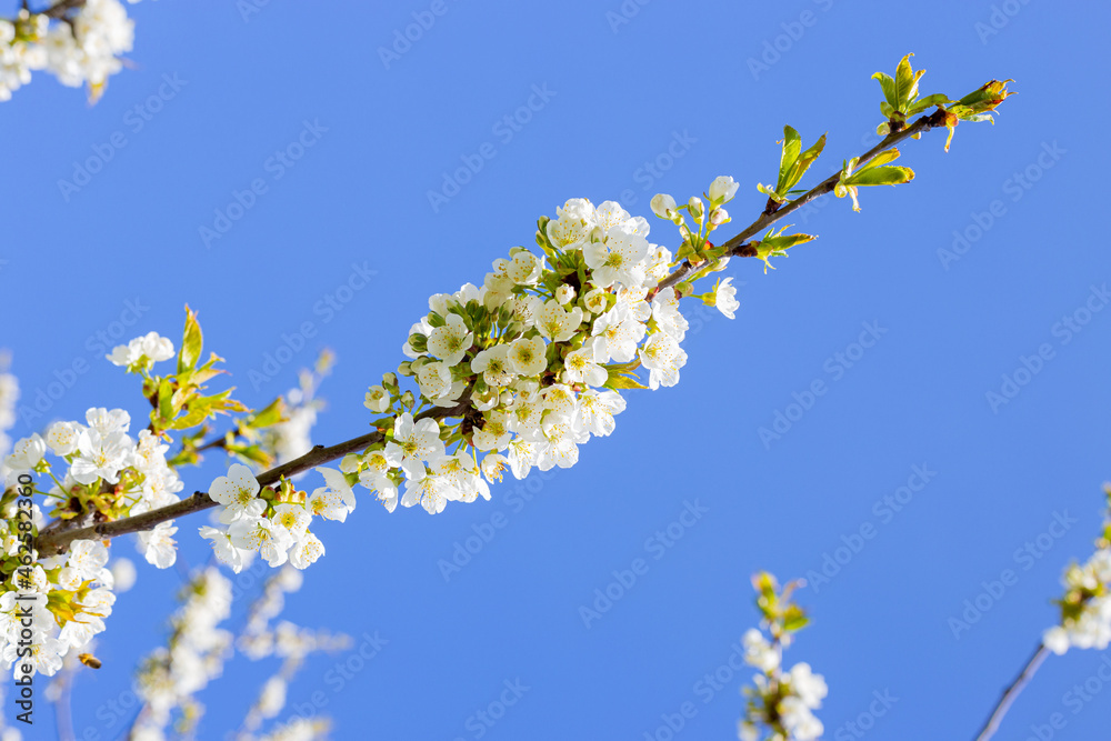 trees bloom in spring with white flowers against the sky in the garden trees bloom in spring with white flowers against the sky in the garden