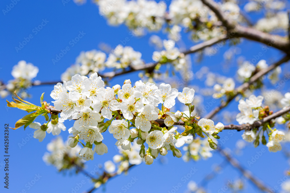 trees bloom in spring with white flowers against the sky in the garden trees bloom in spring with white flowers against the sky in the garden