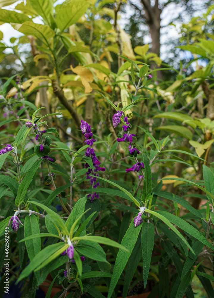 close up of a sage plant (Salvia officinalis) close up of a sage plant (Salvia officinalis)