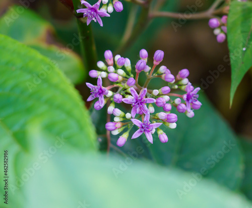 close up of purple flower Dichroa versicolor an evergreen hydrangea photo
