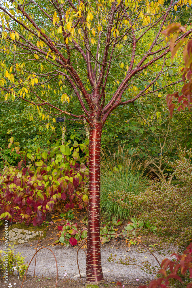 birch bark cherry tree, birchbark cherry, paperbark cherry, or Tibetan