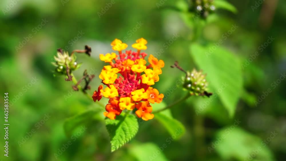 Lantana camara (tahi ayam, sailara, tembelekan, common lantana, big sage, wild sage, red sage, white sage, tick berry, West Indian lantana, umbelanterna) with natural backrgound. Lantana camara (tahi ayam, sailara, tembelekan, common lantana, big sage, wild sage, red sage, white sage, tick berry, West Indian lantana, umbelanterna) with natural backrgound.