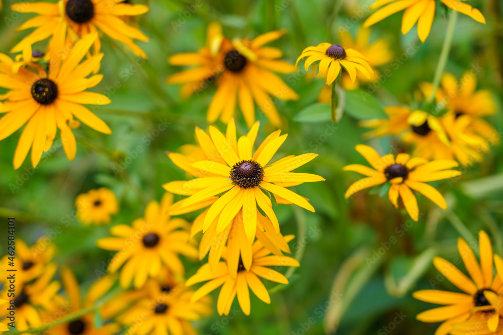 close up of beautiful bright yellow Black-eyed Susan (Rudbeckia hirta), North American coneflowers