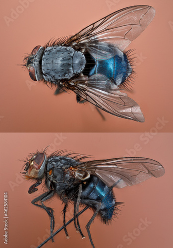 mouche bleue (INSECTA Diptera Calliphoridae Calliphora sp vicina)