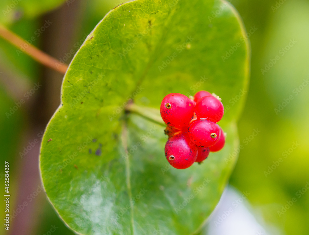 close up of a stalk of red berries on a round leaf honeysuckle (Lambertia orbifolia) composed with a blurred background close up of a stalk of red berries on a round leaf honeysuckle (Lambertia orbifolia) composed with a blurred background