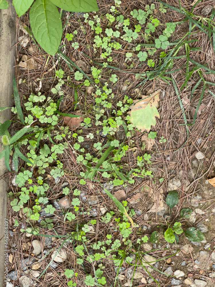Fototapeta premium fallen pine needles and clover leaves on the ground