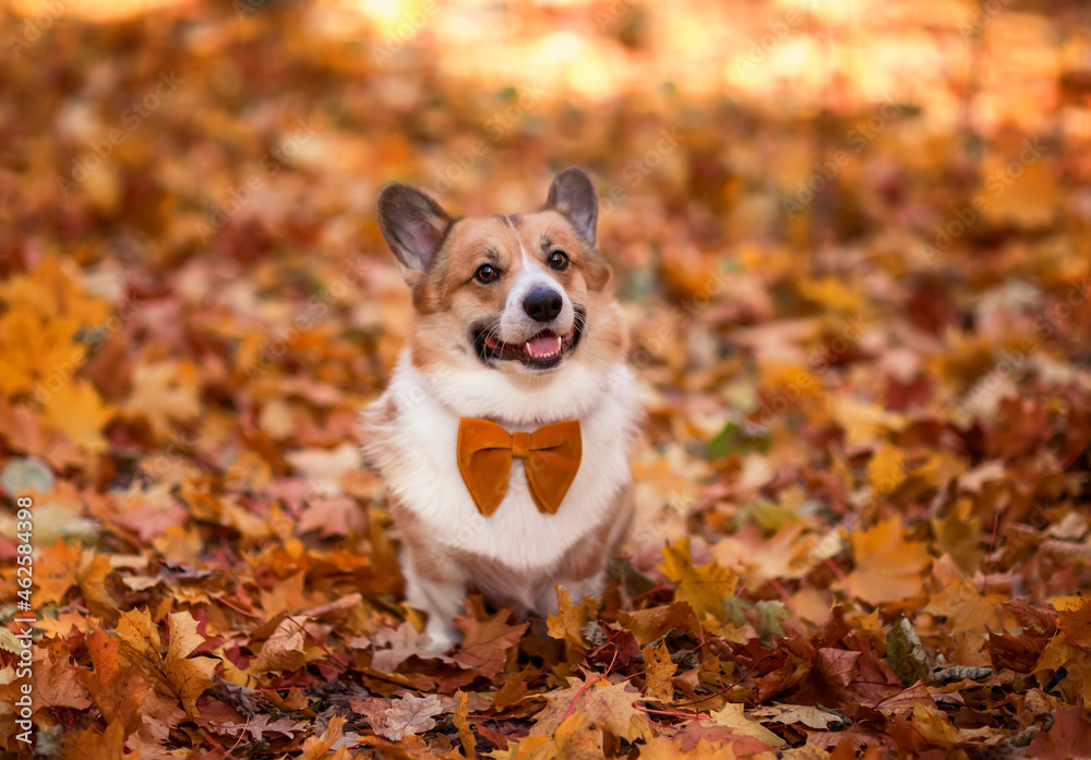 corgi dog puppy sits among fallen leaves in autumn sunny park corgi dog puppy sits among fallen leaves in autumn sunny park
